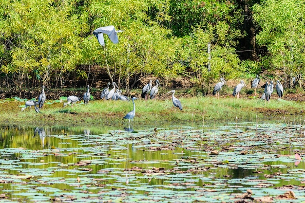 Flock of Asian openbill foraging in uncultivated patches in Buriram , Thailand