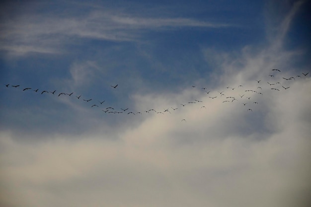 Photo flock or band, or also flock, group of birds of the same species.