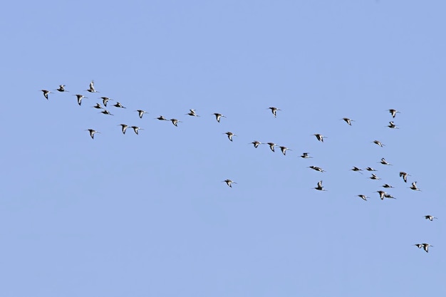 同じ種の鳥の群れまたはバンド、あるいは群れ。