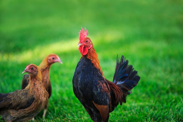 Flock of Bantam Chickens