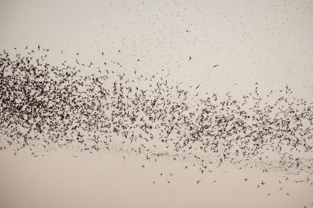 Photo flock of bat flying on sky to feed