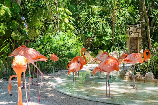 Xcaret 생태 공원의 나무 사이에 있는 연못에 있는 아름다운 플라밍고 떼. 연못 물에 플라밍고 새의 그룹