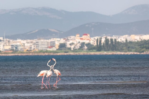A flock of beautiful pink flamingos walking on the beach of alexandroupolis evros greece near to delta evros national park winter migration