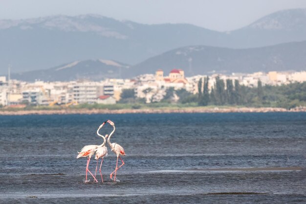 A flock of beautiful pink flamingos walking on the beach of Alexandroupolis Evros Greece near to Delta Evros National Park winter migration