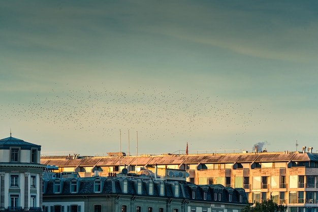 Photo flock of bird flying in the evening sky over exterior building in downtown