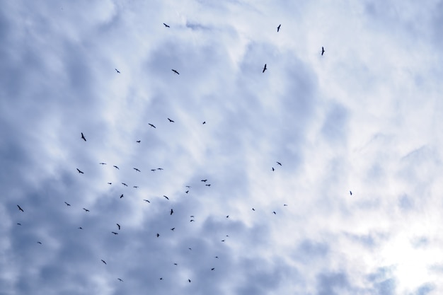 A flock of bird frying in the blue sky and cloudy.