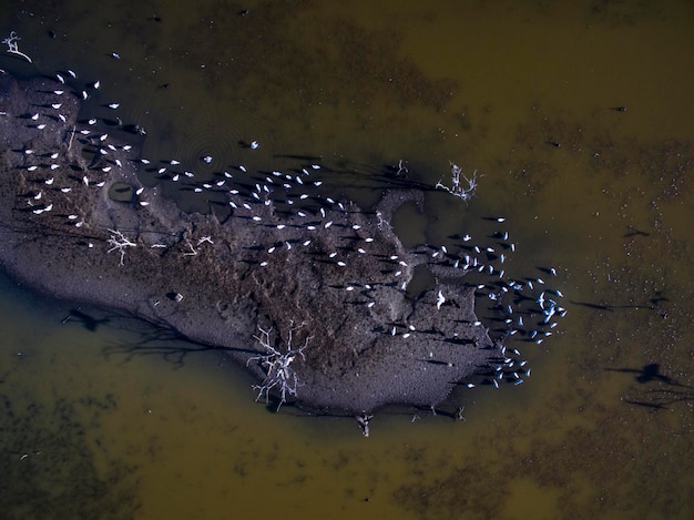 Flock of birds Aerial View