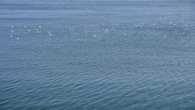 a flock of birds are flying over the water