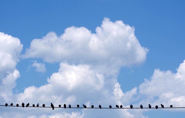 Photo a flock of birds are sitting on a wire.