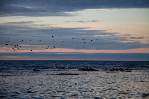 Photo flock of birds on the atlantic ocean coast during a vibrant sunset