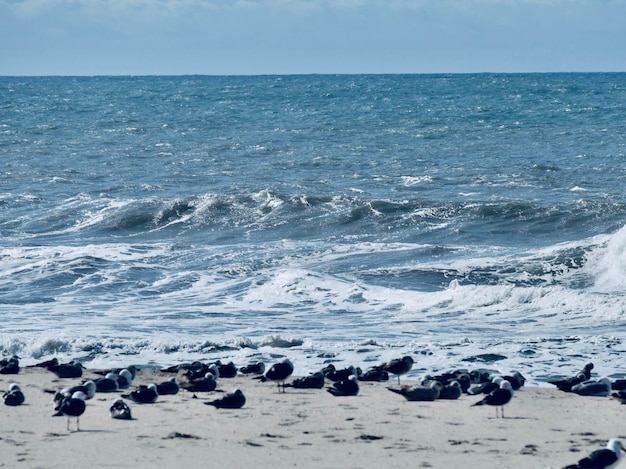 Flock of birds on beach