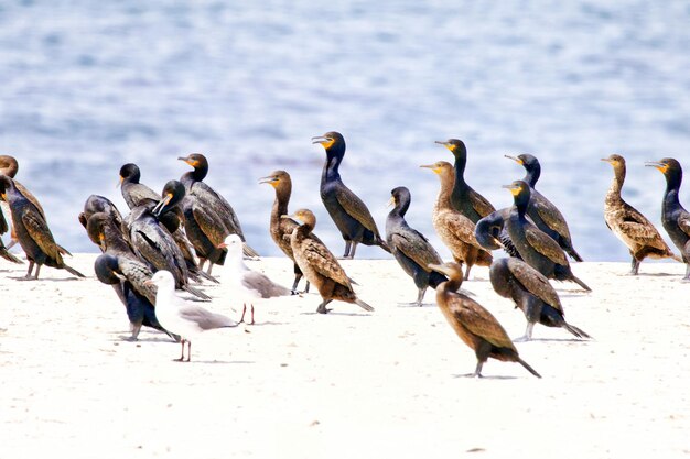 浜辺の鳥の群れ
