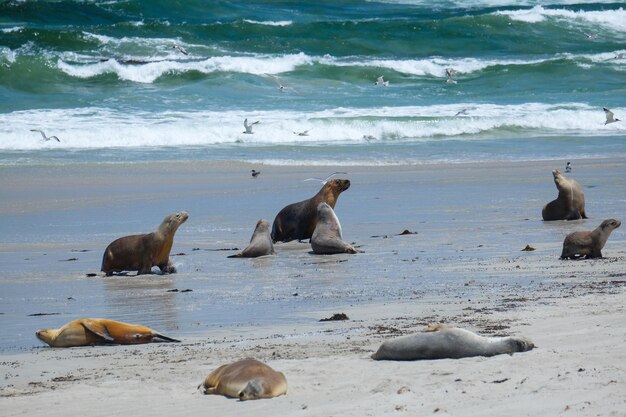 Foto un branco di uccelli sulla spiaggia