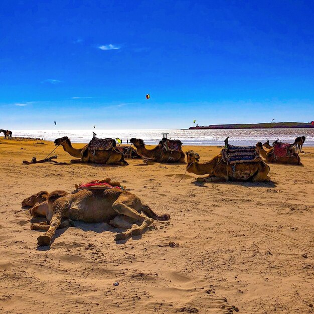 Flock of birds on beach