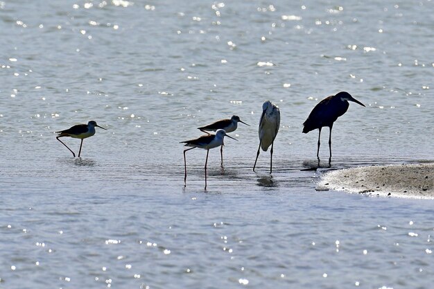 Photo flock of birds on beach