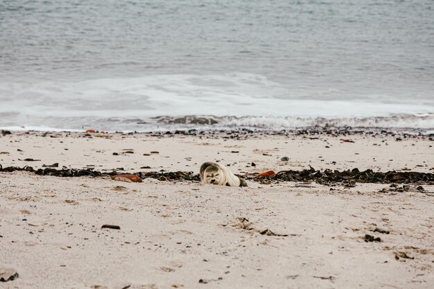 Photo flock of birds on beach