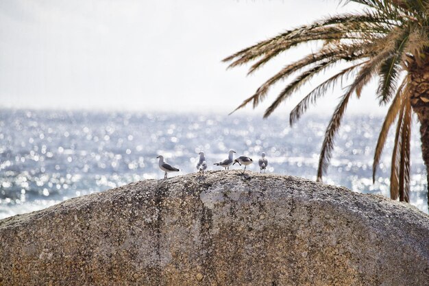 Foto un branco di uccelli sulla spiaggia