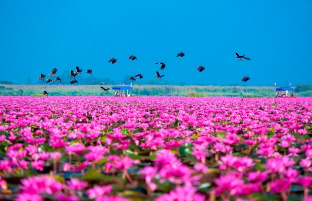 Flock of birds on field against clear blue sky