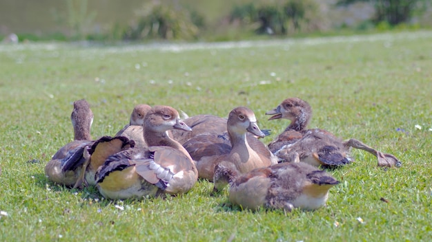 Photo flock of birds on field