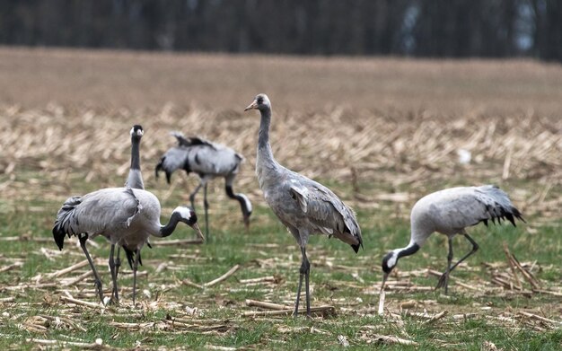 Photo flock of birds on field