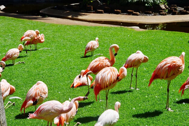 Photo flock of birds on field