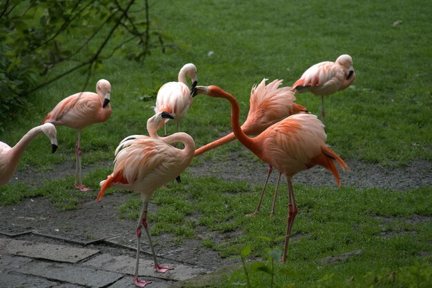 Flock of birds on field