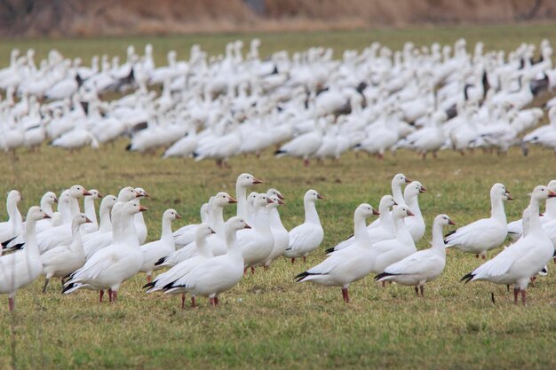 Photo flock of birds on field