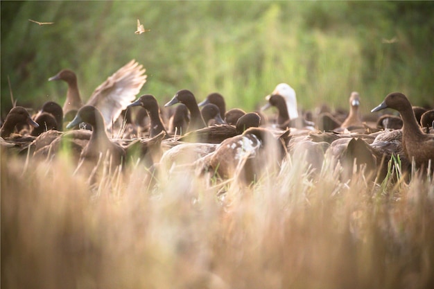 Photo flock of birds on field