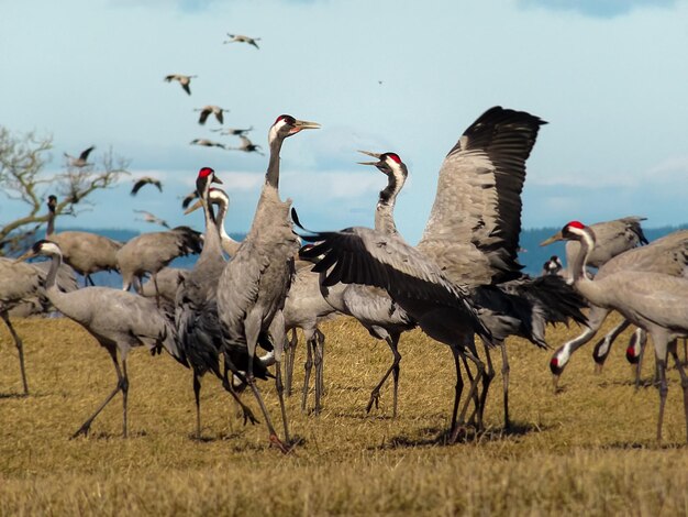 Photo flock of birds on field