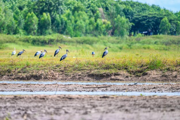 Flock of birds on field