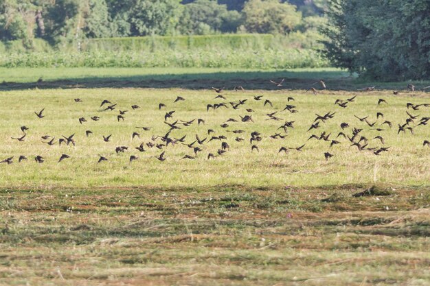 Flock of birds on field