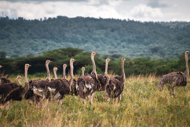 Foto gruppo di uccelli sul campo