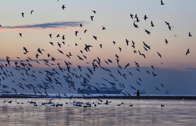 Photo flock of birds flying against sky during sunset