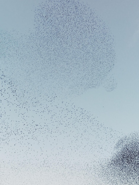 Foto un branco di uccelli che volano contro il cielo