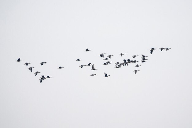 Flock of birds flying against white background