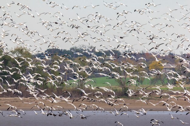 Photo flock of birds flying over beach