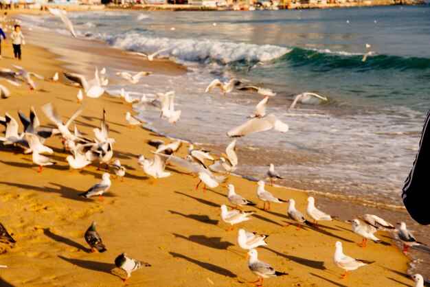 Foto un branco di uccelli che volano sulla spiaggia