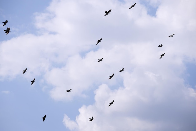 青い空を飛んでいる鳥の群れ