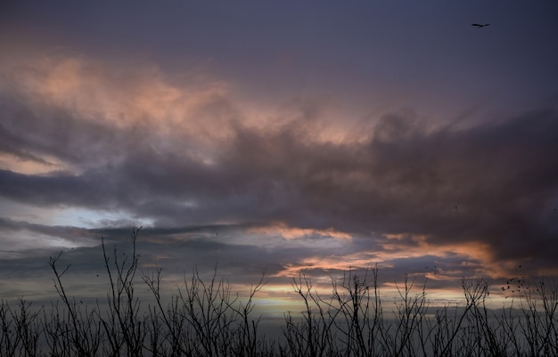 Photo a flock of birds flying over dead trees in the evening with dark and purple sunset sky