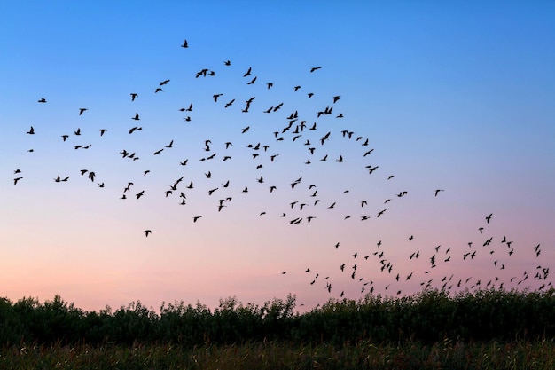 Flock of birds flying over the field in susnet light