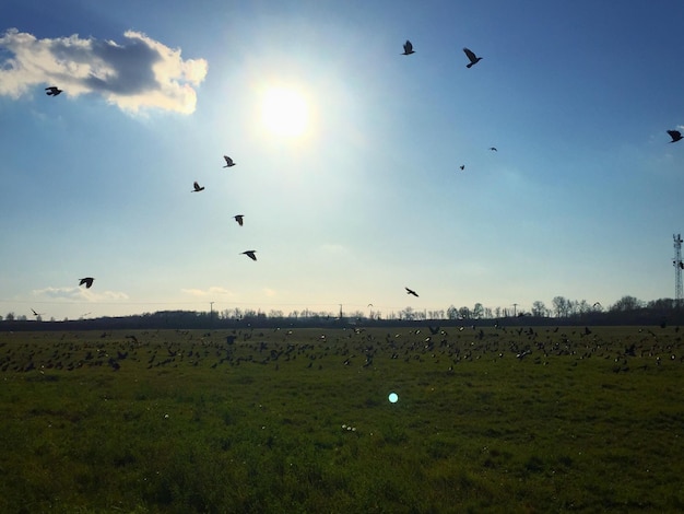 Foto un branco di uccelli che volano sul campo