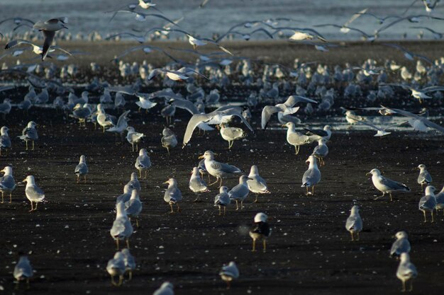 Foto un branco di uccelli che volano sopra il lago