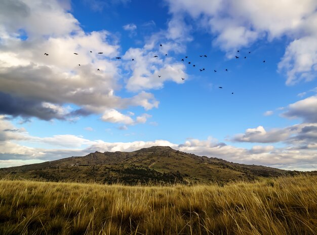 Flock of birds flying over the mountains in blue sky with clouds and grass on the ground. Madrid.
