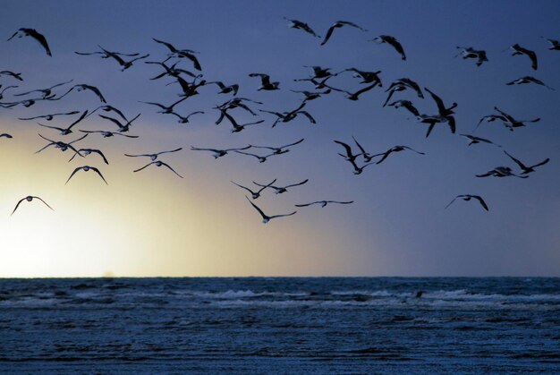Photo a flock of birds flying in nature as symbol for freedom and boundlessness