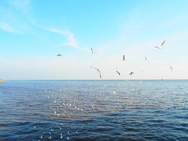空に向かって海を飛ぶ鳥の群れ