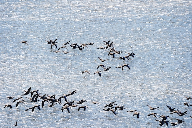 Foto un branco di uccelli che volano sul mare