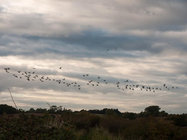 Flock of birds flying over silhouette landscape against sky