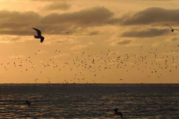 Flock of birds flying in sky over sea during sunset