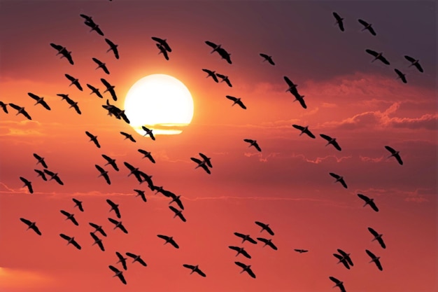 A flock of birds flying in the sky at sunset.