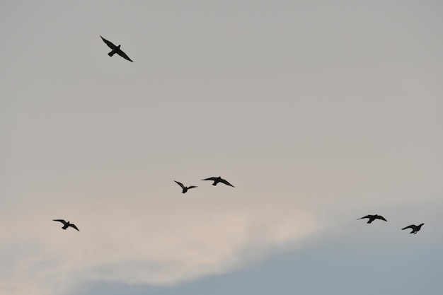 A flock of birds flying in the sky with clouds in the background.